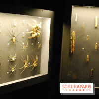 Exposition Nuit au Muséum Natinaol d'Histoire Naturelle