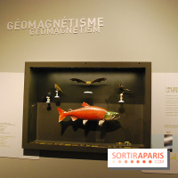 Exposition Nuit au Muséum Natinaol d'Histoire Naturelle