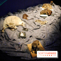 Exposition Nuit au Muséum Natinaol d'Histoire Naturelle