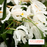 Mille & une orchidées 2014, l'exposition au Jardin des plantes