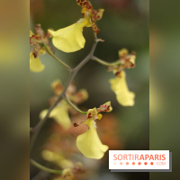 Mille & une orchidées 2014, l'exposition au Jardin des plantes