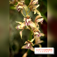 Mille & une orchidées 2014, l'exposition au Jardin des plantes