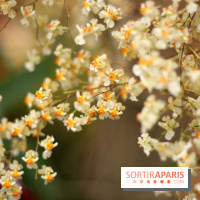 Mille & une orchidées 2014, l'exposition au Jardin des plantes