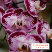 Mille & une orchidées 2014, l'exposition au Jardin des plantes