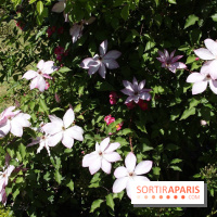 Journées de la Rose 2014