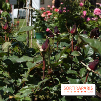 Journées de la Rose 2014