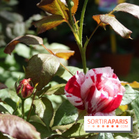 Journées de la Rose 2014