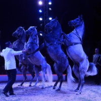 Festival international du cirque des Mureaux