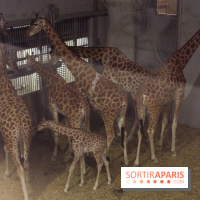 Les girafons du Zoo de Paris