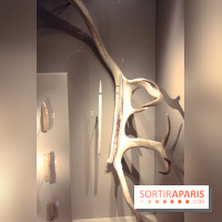 La Grotte de Lascaux à Paris !