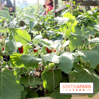 Le potager d'Aucy 2015 à la Serre de la Rotonde