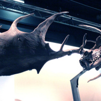 Préhistoire(s), l'enquête