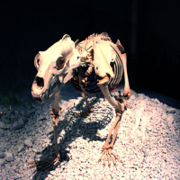 Préhistoire(s), l'enquête