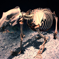 Préhistoire(s), l'enquête