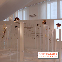 Le nouveau Musée de l'Homme 