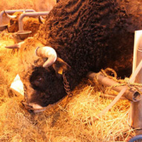 Salon de l'Agriculture 2012