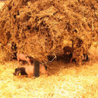 Salon de l'Agriculture 2012