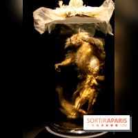 Persona, l'exposition terrifiante au Musée du Quai Branly