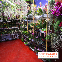 Mille & une orchidées au Jardin des Plantes, les photos