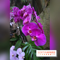 Mille & une orchidées au Jardin des Plantes, les photos
