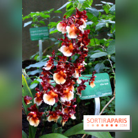 Mille & une orchidées au Jardin des Plantes, les photos