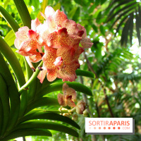 Mille & une orchidées au Jardin des Plantes, les photos