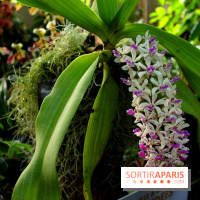 Mille & une orchidées au Jardin des Plantes, les photos