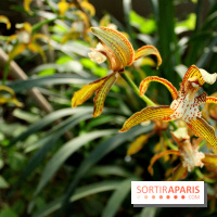 Mille & une orchidées au Jardin des Plantes, les photos