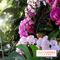 Mille & une orchidées 2016 au Jardin des Plantes, les photos
