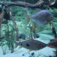 Plankton Invasion à l'Aquarium de Paris