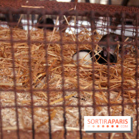 Jannis Kounellis à la Monnaie de Paris