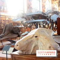 Magicien d'Os, les photos de l'expo