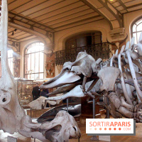 Magicien d'Os, les photos de l'expo