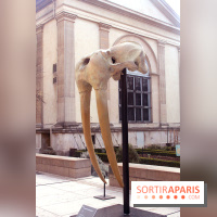 Magicien d'Os, les photos de l'expo