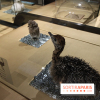 Exposition BéBés animaux à la Cité des Sciences, les photos