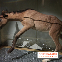 Exposition BéBés animaux à la Cité des Sciences, les photos