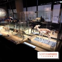 Exposition BéBés animaux à la Cité des Sciences, les photos