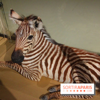 Exposition BéBés animaux à la Cité des Sciences, les photos