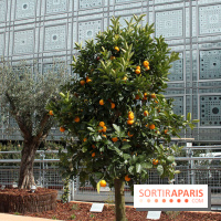 Jardin d'Orient à l'Institut du Monde Arabe