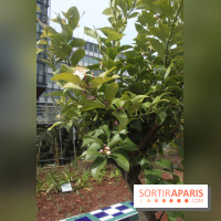 Jardin d'Orient à l'Institut du Monde Arabe