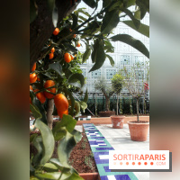 Jardin d'Orient à l'Institut du Monde Arabe