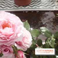 Jardin d'Orient à l'Institut du Monde Arabe