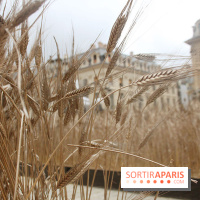 Gad Weil installe son Champ de Blés Place Vendôme