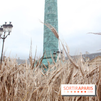 Gad Weil installe son Champ de Blés Place Vendôme