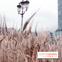 Gad Weil installe son Champ de Blés Place Vendôme
