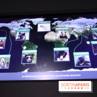 Espèces d'Ours, l'expo au Muséum National d'Histoire Naturelle