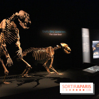 Espèces d'Ours, l'expo au Muséum National d'Histoire Naturelle