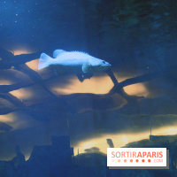 Aquarium de Paris Décembre 2016