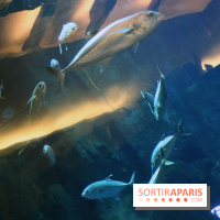 Aquarium de Paris Décembre 2016