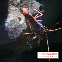 Aquarium de Paris Décembre 2016